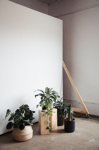 Piante nello studio